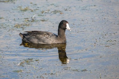 American Coot