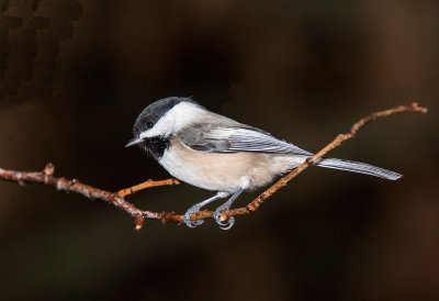 Chickadee