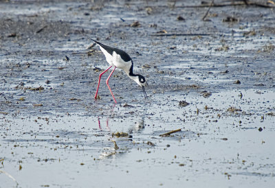 Stilt, Black-Necked