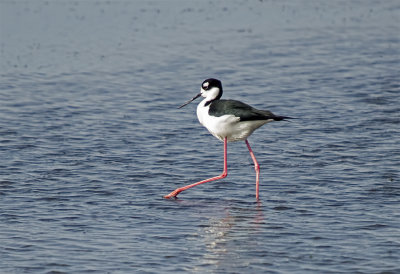 Stilt, Black-Necked