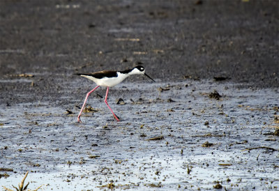 Stilt, Black-Necked