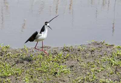 Black-Necked Stilt