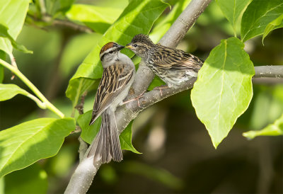Sparrow, Chipping with Young