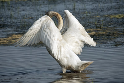 SWAN, TRUMPETER