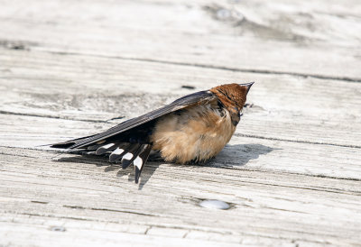 Swallow, Barn; sunbathing
