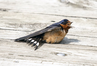 Swallow, Barn; sunbathing