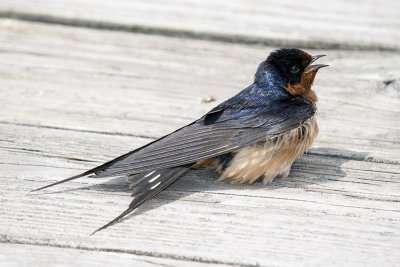 Swallow, Barn; sunbathing