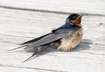 SWALLOW, BARN