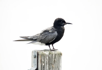TERN, BLACK