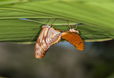 Julia, pair mating under the leaves; female left, male right