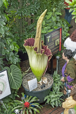 Corpse Flower, Amorphophallus titanum