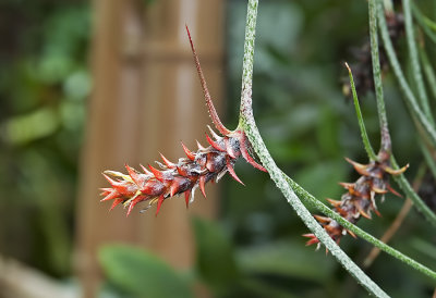 Pinecone Bromeliad