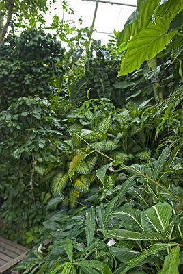 General View, Bolz Conservatory