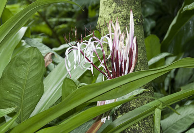 Giant Spider Lily