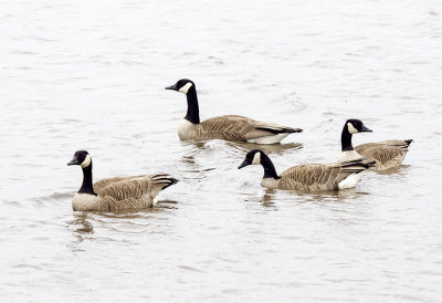 Goose, Canada