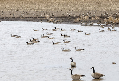 Goose, Canada