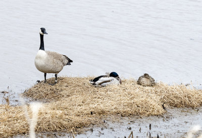 Goose, Canada