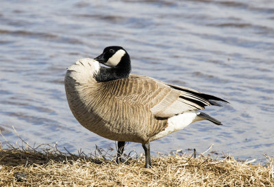 Goose, Canada
