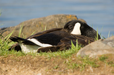 Goose, Canada