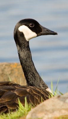 Goose, Canada