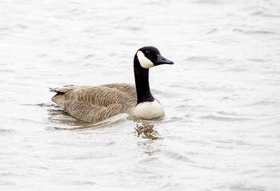 Goose, Canada