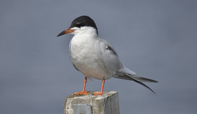 Tern, Foresters