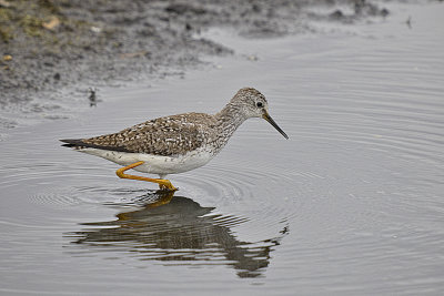 Yellowlegs, Lesser