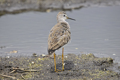 Yellowlegs, Lesser