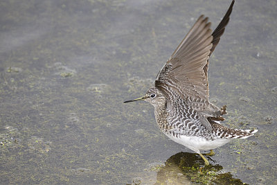 Yellowlegs, Lesser