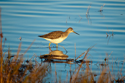 YELLOWLEGS, GREATER