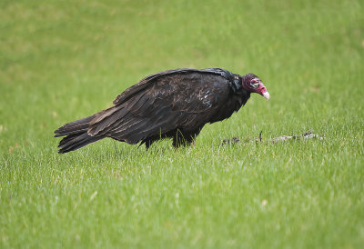 Vulture, Turkey