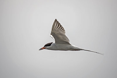 Tern, Foresters