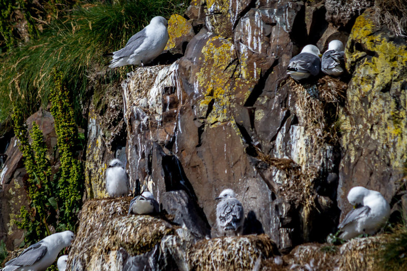Kittiwakes
