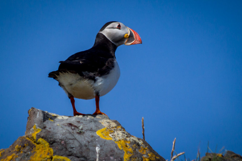 A Puffin