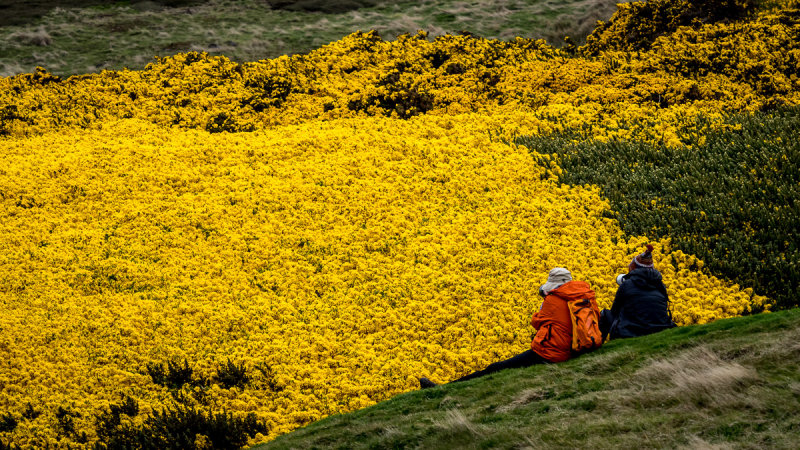 Watching the Gorse Grow