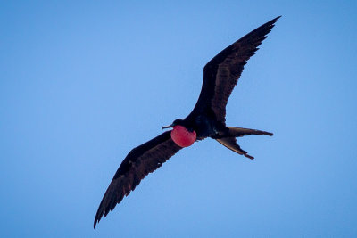 Frigatebird