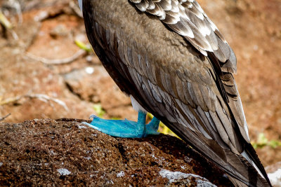 The Blue Feet of a Blue Footed Booby