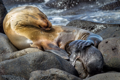 Sea Lion and Pup