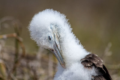 Blue Footed Booby Chick