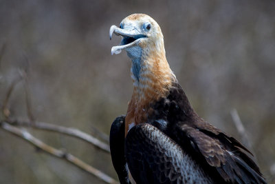 Frigatebird