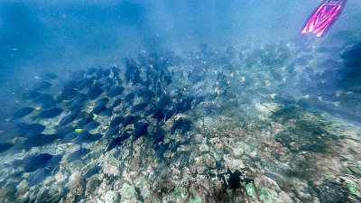 Snorkeling off Rabida (#4)