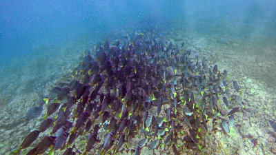 Snorkeling off Rabida 