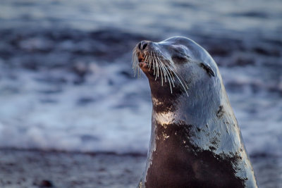 Sea Lion Portrait