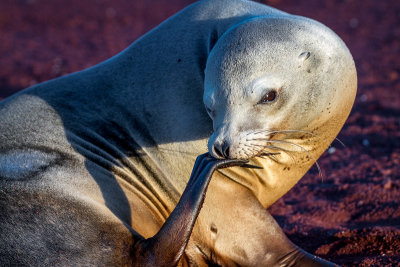 Sea Lion Portrait