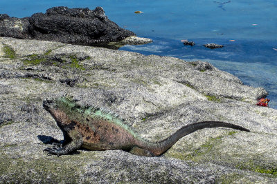 Galapagos Marine Iguana