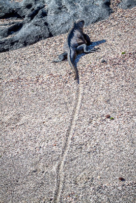A Tail Trail
