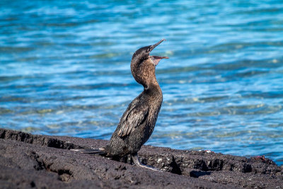 Flightless Cormorant