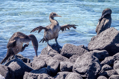 Flightless Cormorant