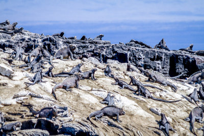 Marine Iguanas