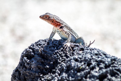 Lava Lizard